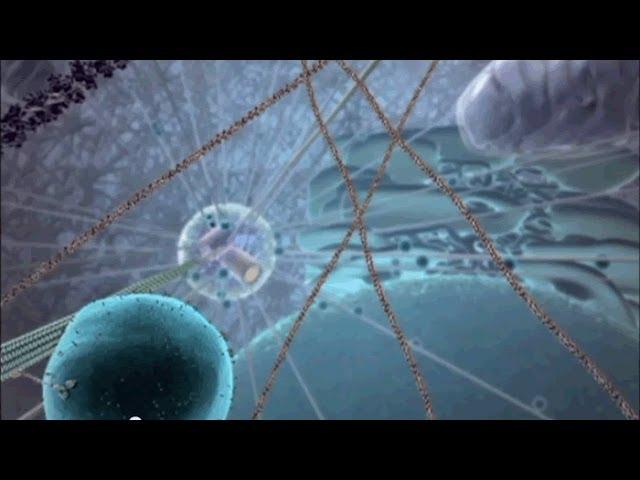 The Nano Robots Inside You