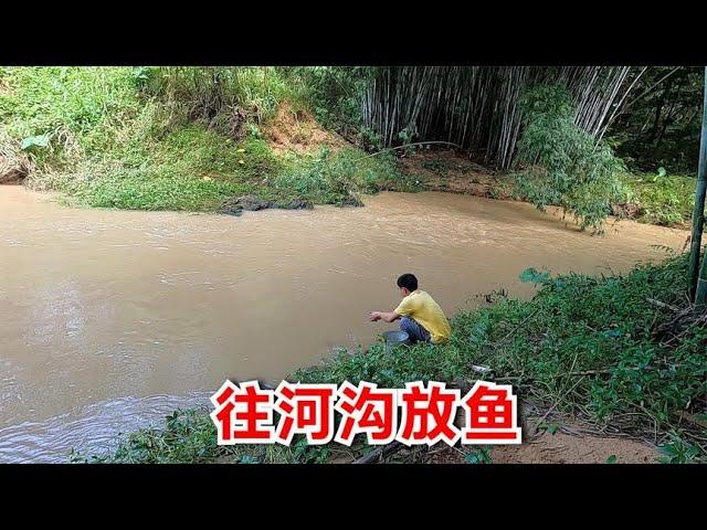 丫仔往河溝裡放1000多條小魚，再計劃捕撈清道夫，很快就有魚釣了