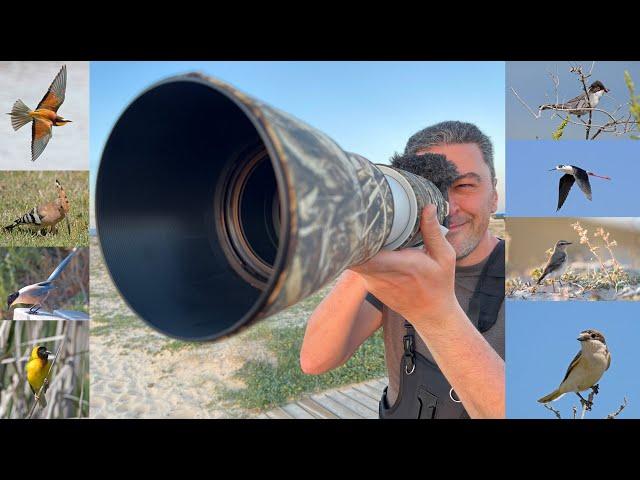 3 Days Bird watching in Faro Portugal, Canon r7, Canon 200-800mm, Ria Formosa, Olhão, April 2024.