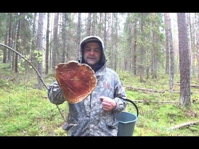 Урбанистам не смотреть! Прогулки в живой природе.