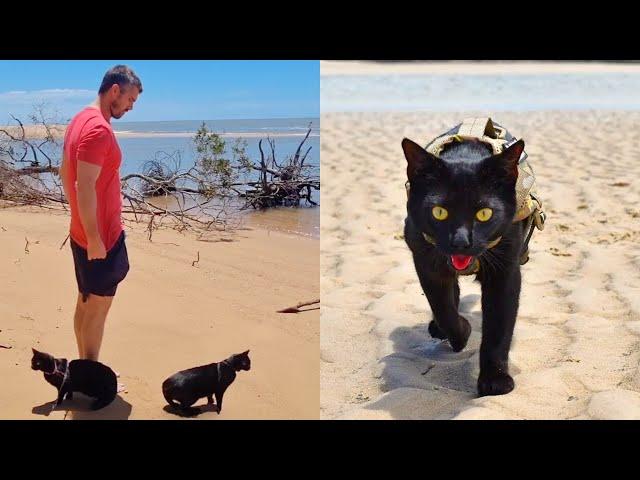 Cat Parents Shocked At Cats Reaction To The Beach! ️