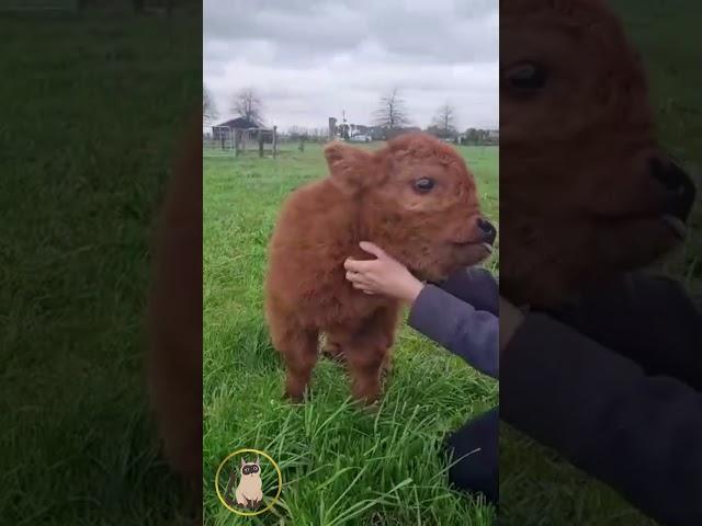 牛牛亂入;小牛很可愛;小牛喜歡摸摸;【小果苗】cow likes to be touch