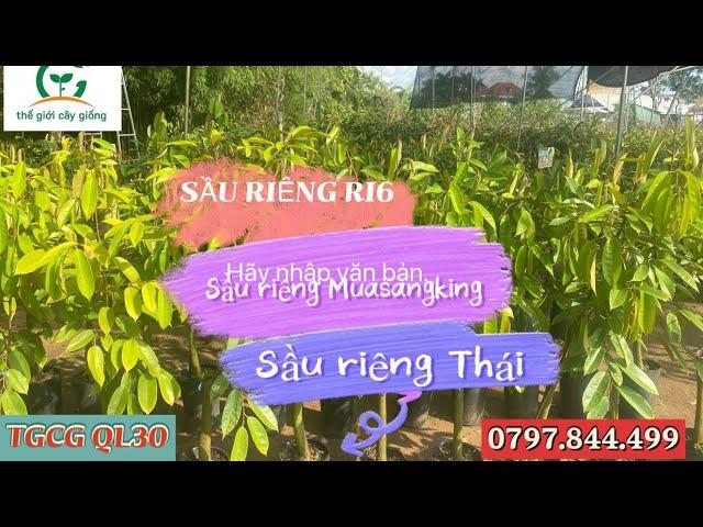 Một số giống Sầu Riêng ở THẾ GIỚI CÂY GIỐNG QL30.    | 0797.844.499