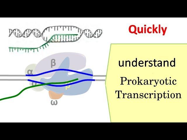 Transcription in prokaryotes