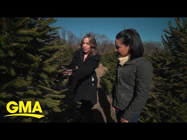 What you need to know before selecting the right Christmas tree | GMA