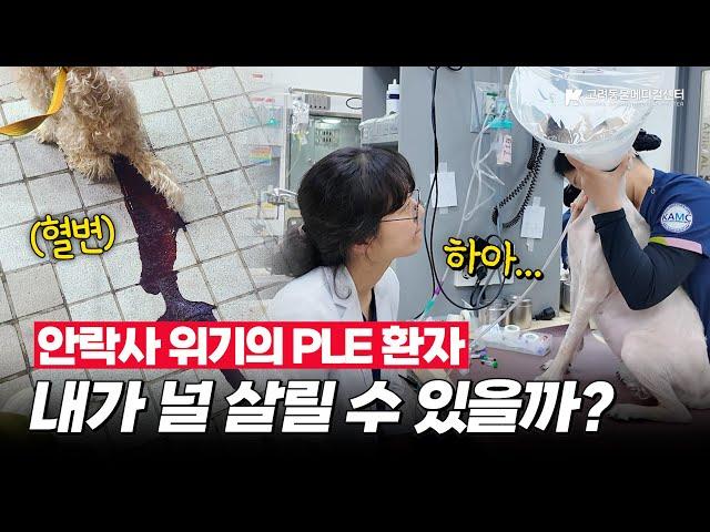 죽음의 문턱 앞 지니와 난치성 장질환센터의 이야기 #PLE #단백소실성장병증 #동물병원 #장질환