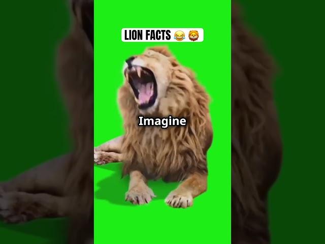 Hilarious Lion Facts You Didn't Know      #FunnyLionFacts #WildlyFunny #AnimalHumor #viralvideo