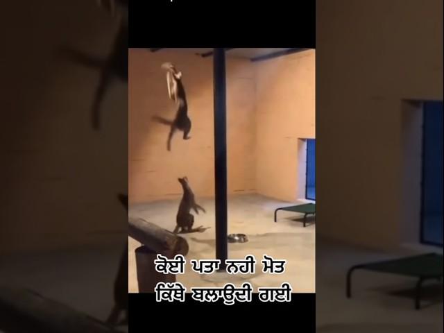  pij