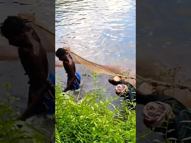net fishing in my talab #short #shorts #shortvideo #fishing #fish #nature #net
