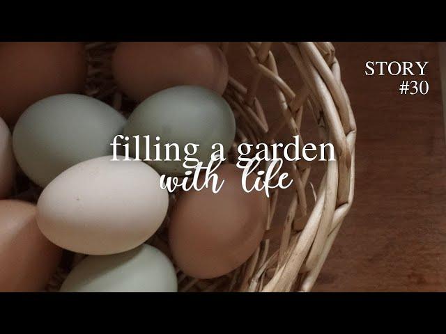 making dreams come true - broody hen hatching eggs‍ silent garden vlog no talking GER Subs