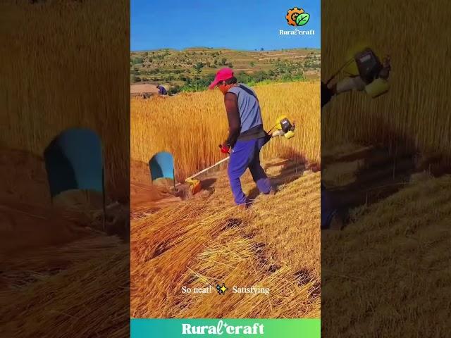 This Mini Wheat Harvester is Oddly SATISFYING & Kinda Badass!  #oddlysatisfying #asmr #farming