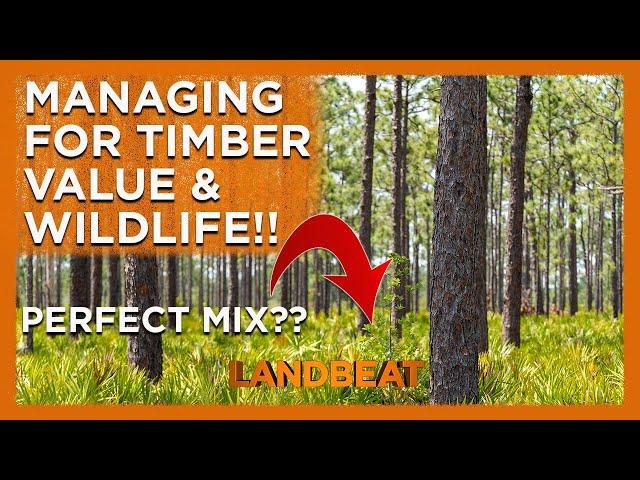 Balancing Wildlife Habitat   & Timber Production 