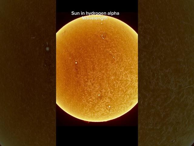 Sun in hydrogen alpha wavelength  #astrophotography #space #telescope