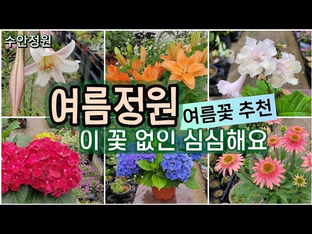여름 정원을 살리는 노지월동 다년생 야생화 추천 #수안정원