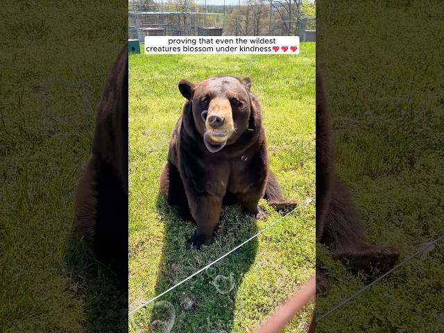 A man found a lost bear on the road and gave it a warm home #bear #wildanimals #shorts