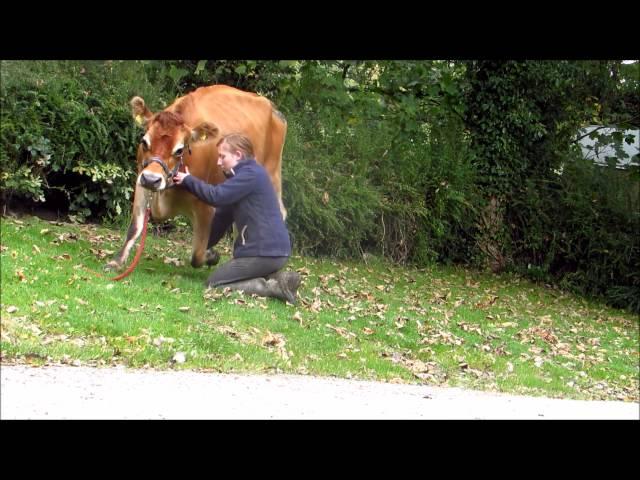 Teaching my Cow tricks - The Bow