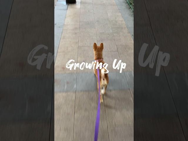 Watch my furry companion grow from a puppy to a wise companion.#timeflie #furrycompanion #puppytodog