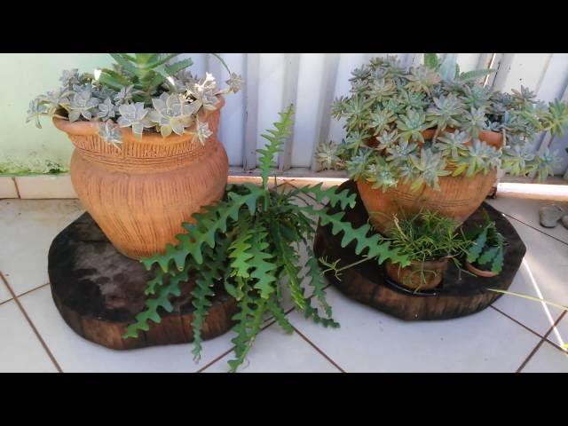 Cactos & Suculentas - Mais plantas da coleção Juracy Ribeiro