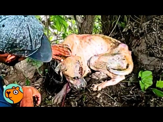 Rescued Dog Didn’t Trust Anyone Until He Met HIM | Cuddle Buddies