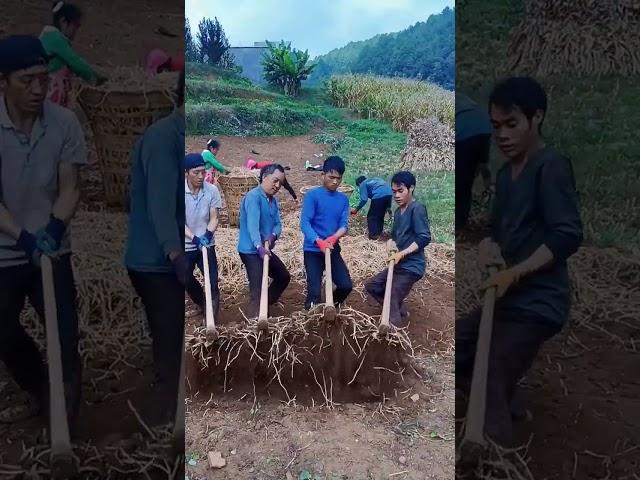 "Teamwork in Action! ️‍️ #SoilDigging #HardWorkPaysOff"