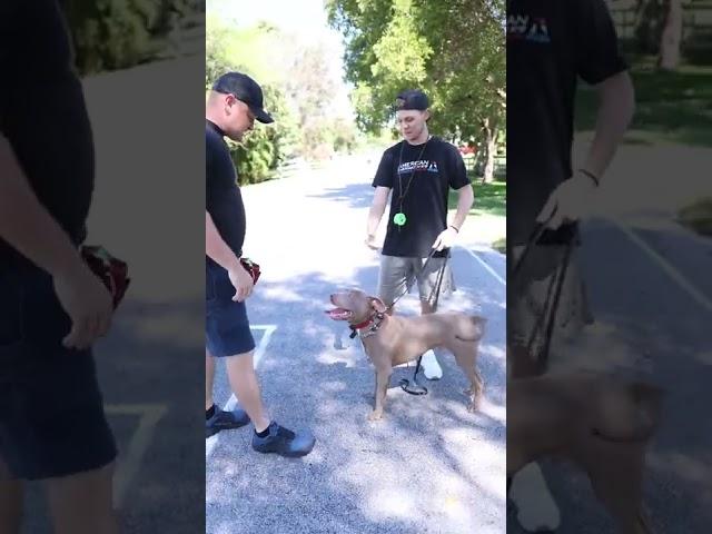How to Stop Your Dog from Jumping on People