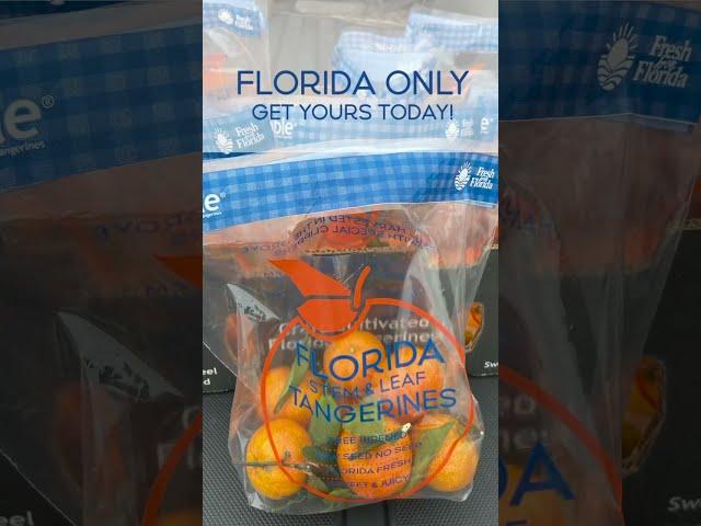 Noble Florida Stem and Leaf Tangerines