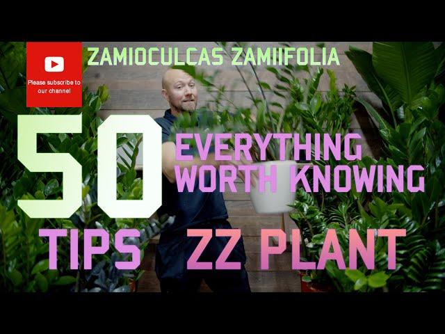 50 tips  ZZ-Plant Zamioculcas zamiifolia  - Everything worth knowing