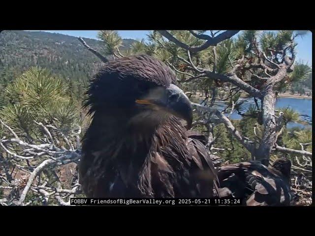 Porch Sittin', Cam Hammin', & Talon Chargin' - FOBBV Nest  Jackie & Shadow (5/20-5/23)