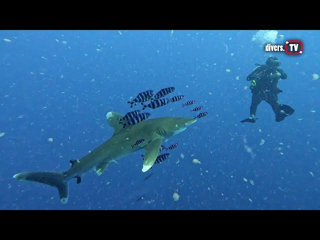 Egypt '23 - Marsa Alam & Elphinstone - shark diving