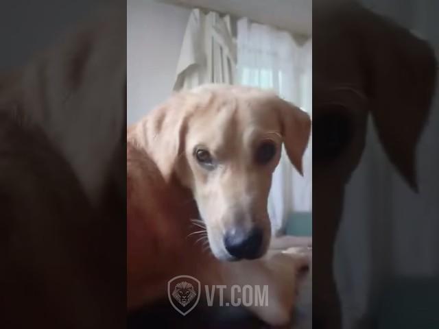 Dog’s Face When the Cat Violates the Code 