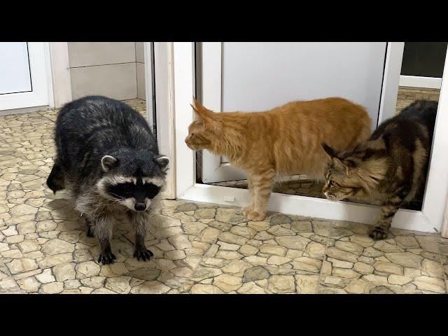 RACCOON MEETS CATS