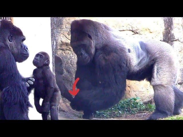 Jabali love dad#gorilla #D'jeeco Family| #ゴリラ|Taipei zoo#金剛猩猩 #jabali #Ringo|20230312-4