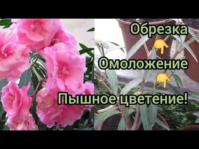 ОЛЕАНДР. Обрезка и формирование компактных крон.