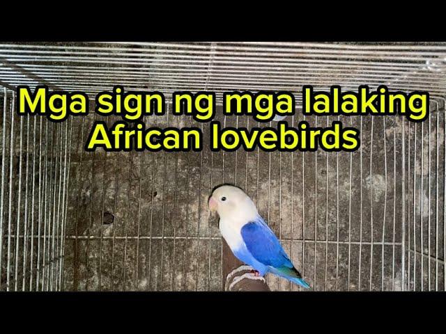 Mga sign na lalaki ang isang african lovebirds #subscribe #africanlovebirds #hobby #pets