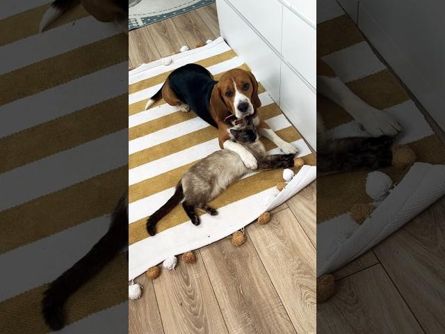 Всемирный день заботы🫶#бигльфарадэй #була #beagle #бигль 6.04.2023г.