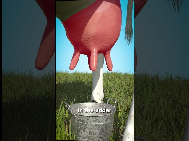 How To Milk A Cow 
