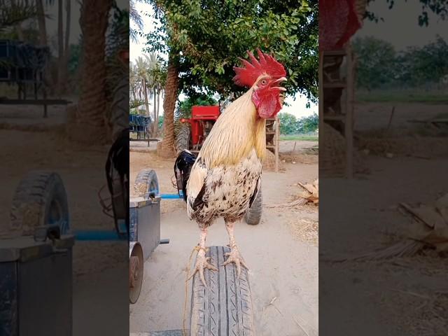 adorable cock crowing sounds #rooster #chicken #coco