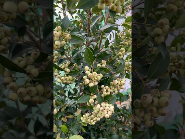 Blueberries growing beautifully on the tree #garden