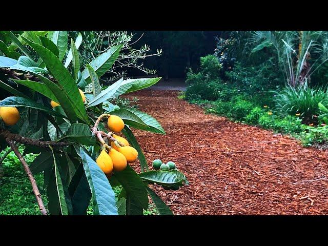 Our Favorite Grafted Loquat Trees (Japanese Plums)