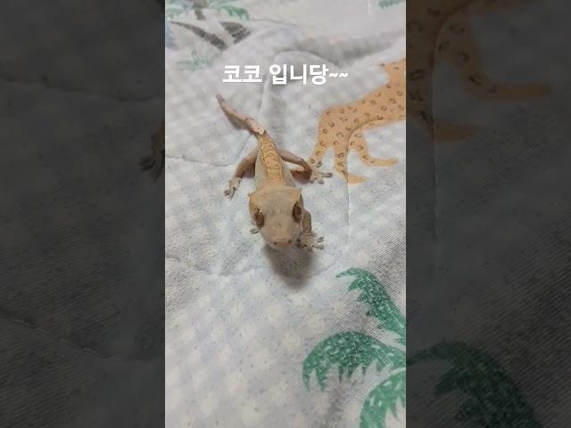 코코네 일상 시작!