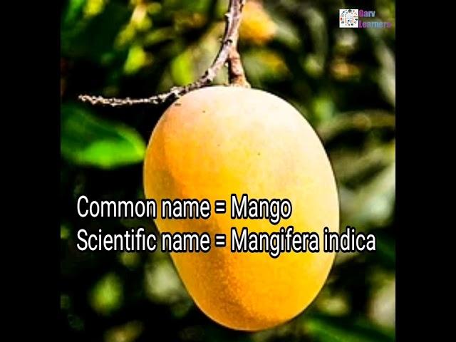 Botanical name of mango