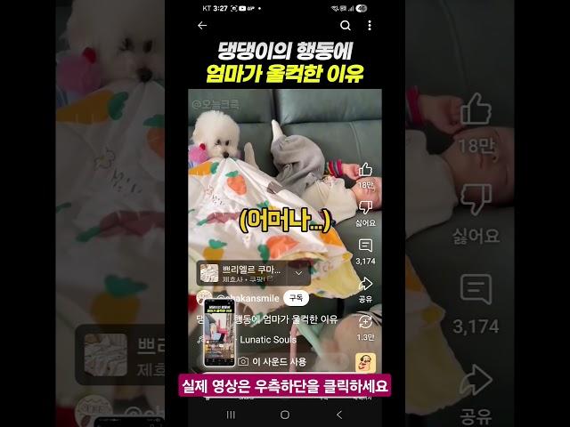 댕댕이의 행동에 엄마가 울컥한 이유 #Shine
