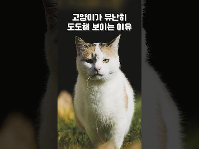 cat walk