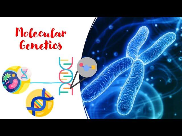 Learn All About Molecular Genetics in 6 Minutes