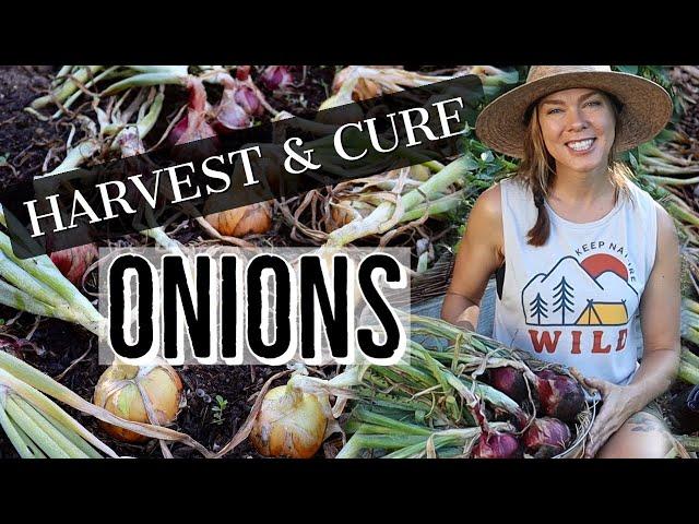 How to Harvest and Cure Onions for Long Term Storage