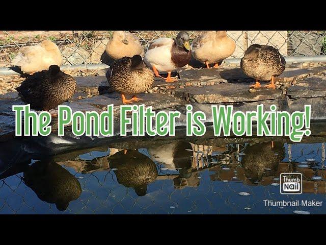 Duck Pond Filter update - Duckuaponics