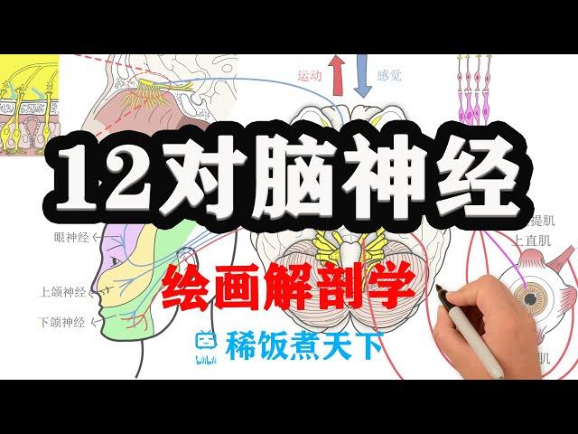 【绘画解剖学 神经】12对脑神经（上）