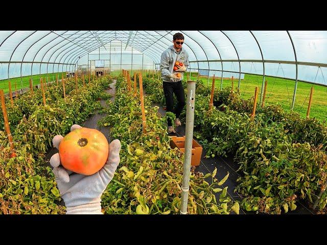 Indoor Tomato Harvest