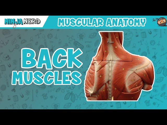 Muscles of the Back | Anatomy Model