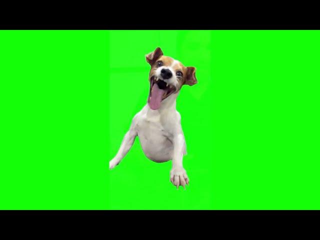 Green Screen Laughing Dog Meme